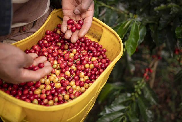 Producción de café sube 10% en febrero y alcanzó más de 1 millón de sacos de 60 kg